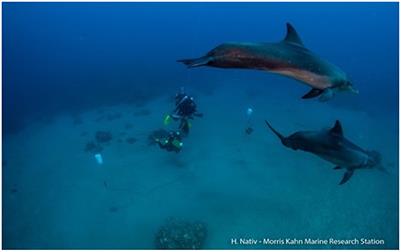 Automated detection of dolphin whistles with convolutional networks and transfer learning